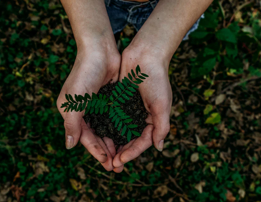 Manos sosteniendo una planta sobre un fondo de vegetación